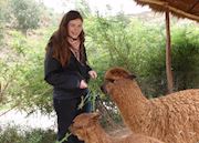 Lizzie feeding alpacas near Cuzco.