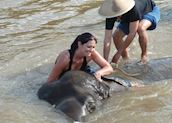 Spending the day as a trainee elephant mahout in Chiang Rai, Thailand