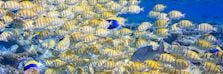 Marine life in the Maldives