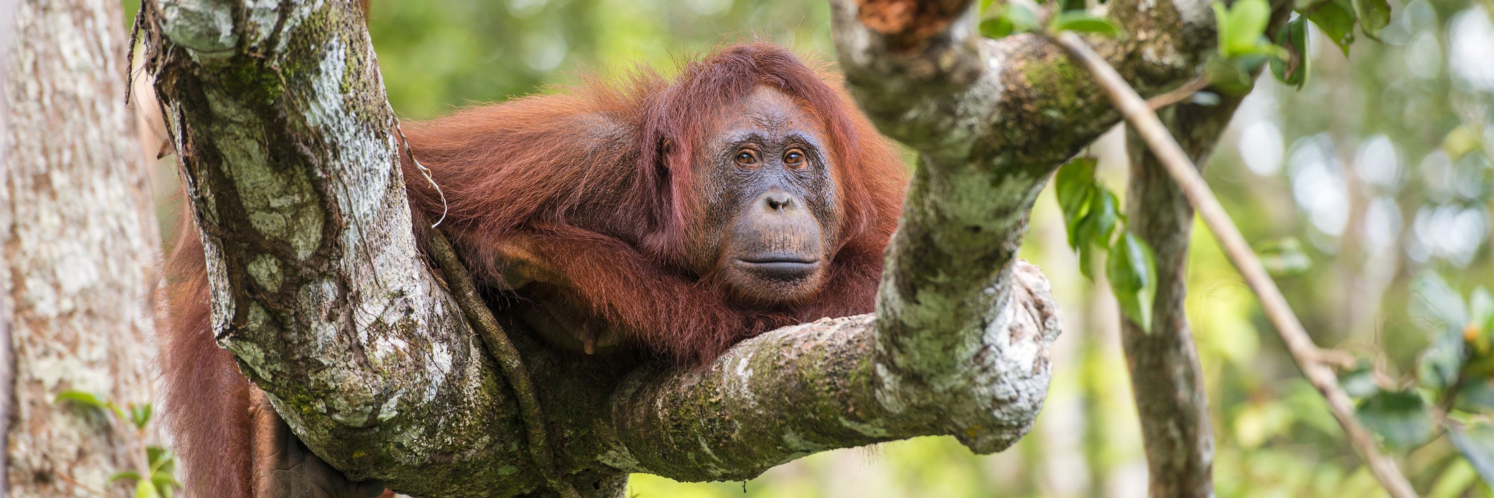 A Journey Among the Peoples of Central Borneo in Word and