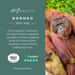 Borneo social media ad 2024 — Instagram