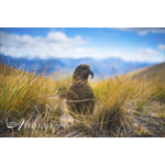 Kea, New Zealand — key destination image