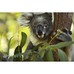 Koala, Australia — key destination image