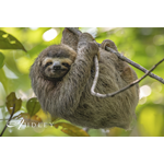 Sloth, Costa Rica — key destination image
