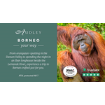 Borneo social media ad 2024 — Twitter