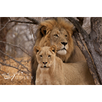 Lion, South Africa — key destination image