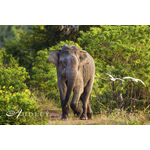Elephant, Sri Lanka — key destination image