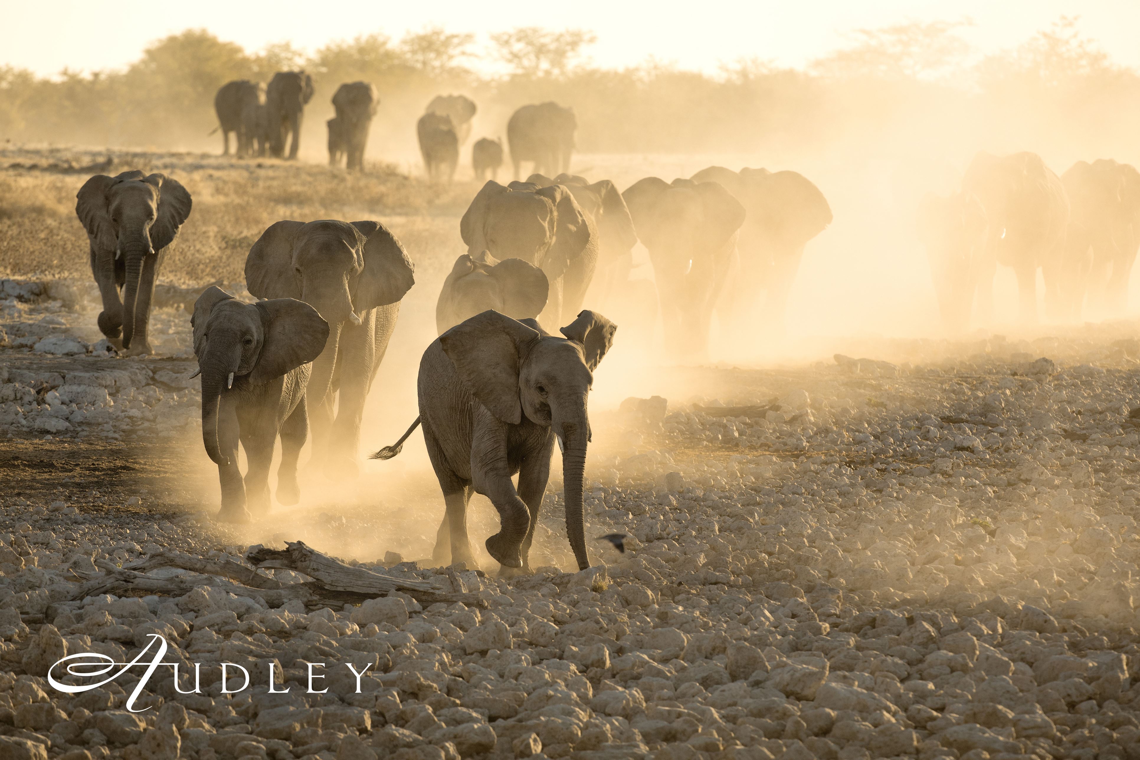 Elephant, Africa safari — key destination image