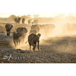 Elephant, Africa safari — key destination image