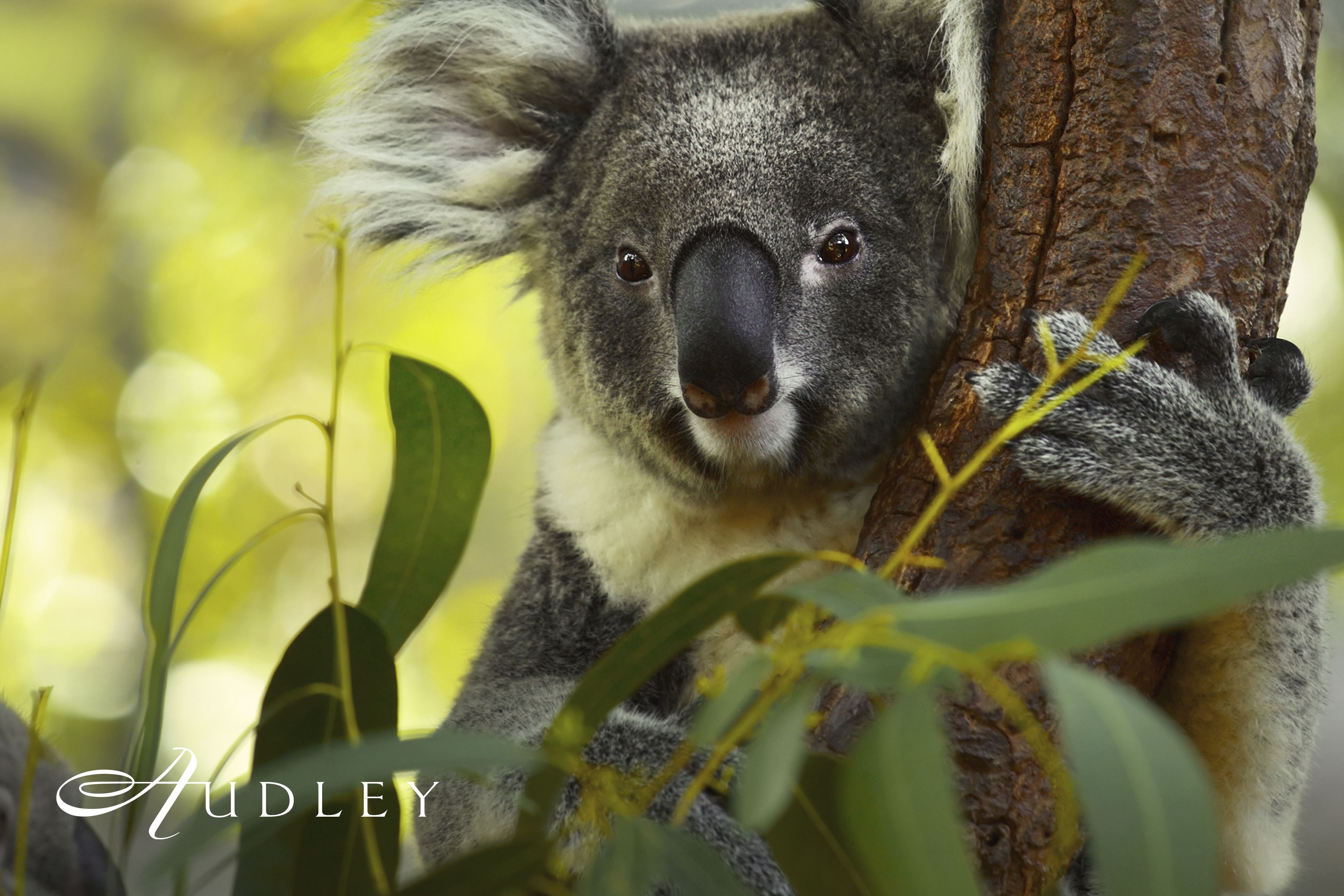 Koala, Australia — key destination image