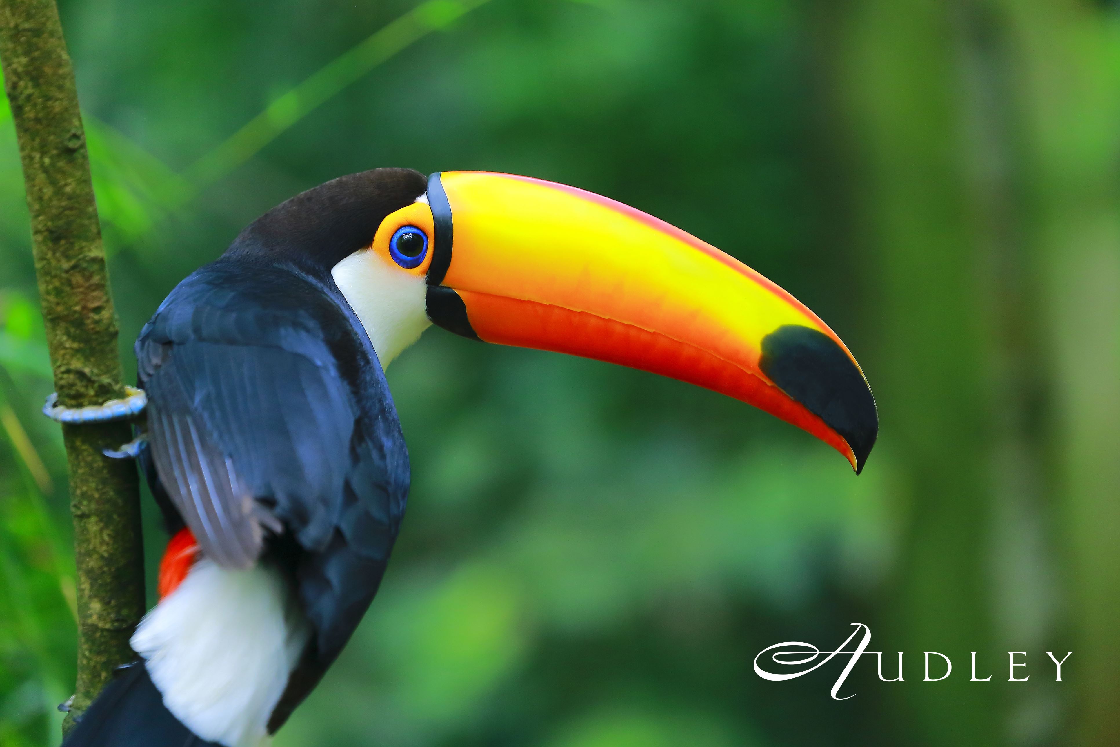 Toucan, Brazil — key destination image