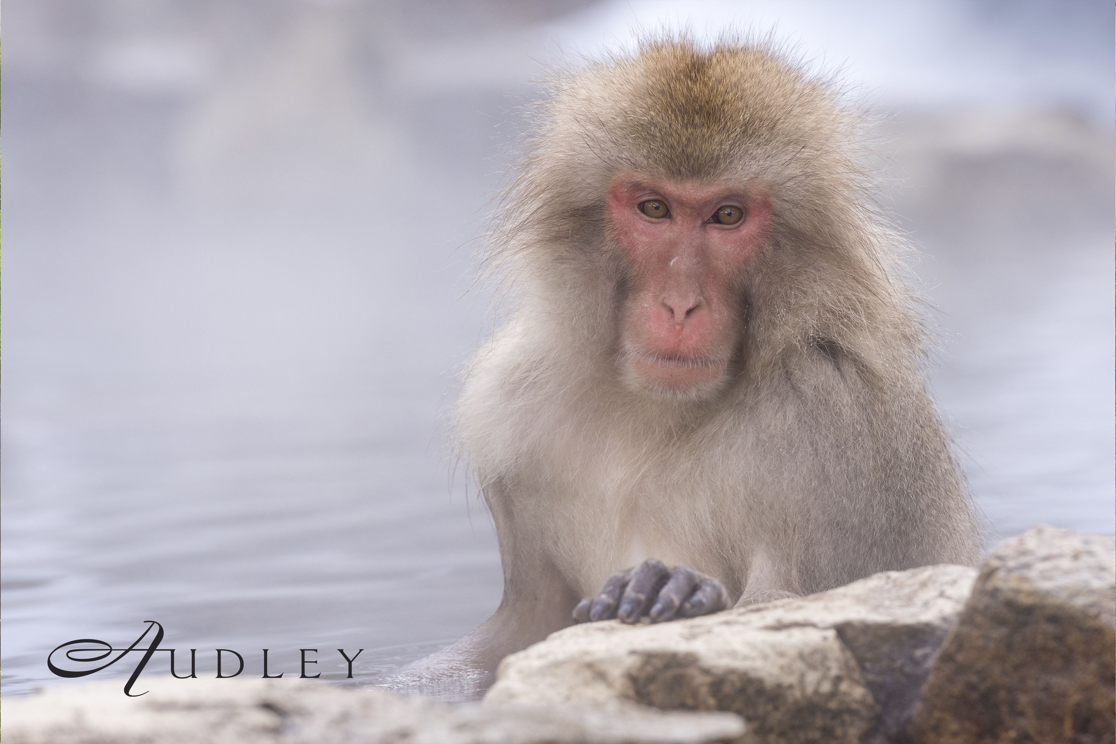 Snow monkey, Japan — key destination image