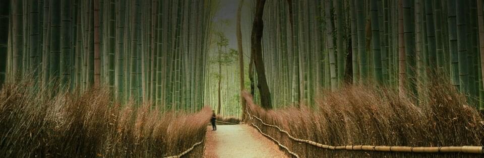 Path out of the forest