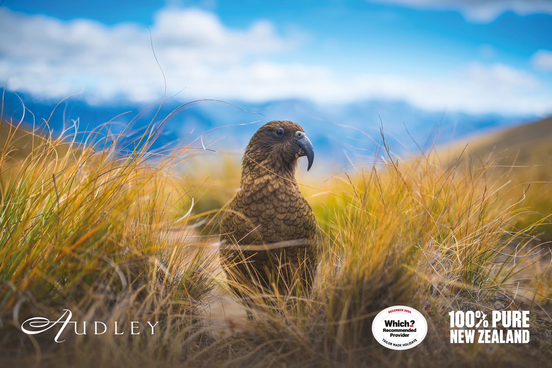 Kea, New Zealand — 2024 key destination image
