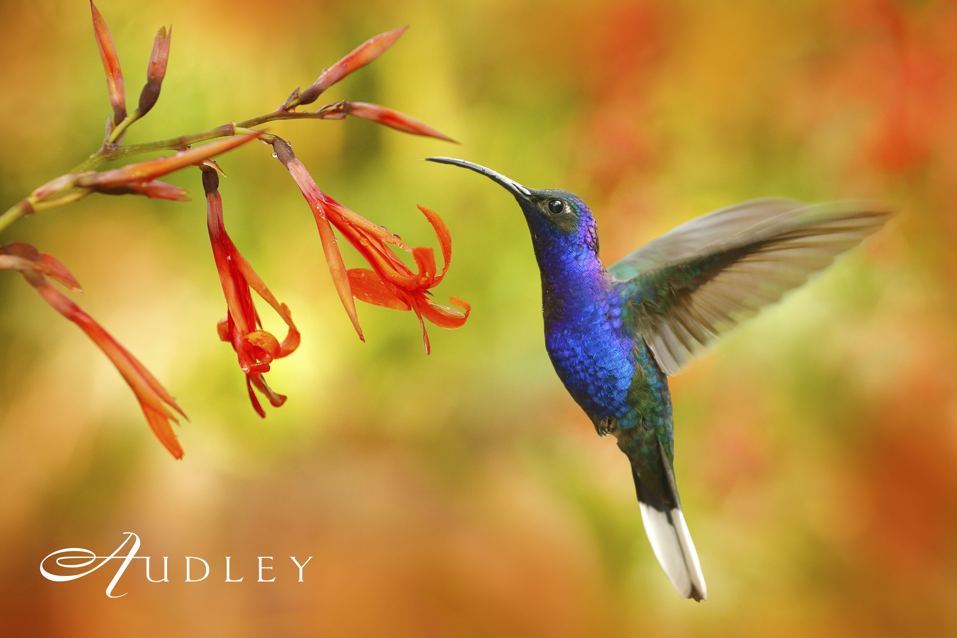 Hummingbird, Costa Rica — key destination image