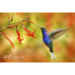 Hummingbird, Costa Rica — key destination image