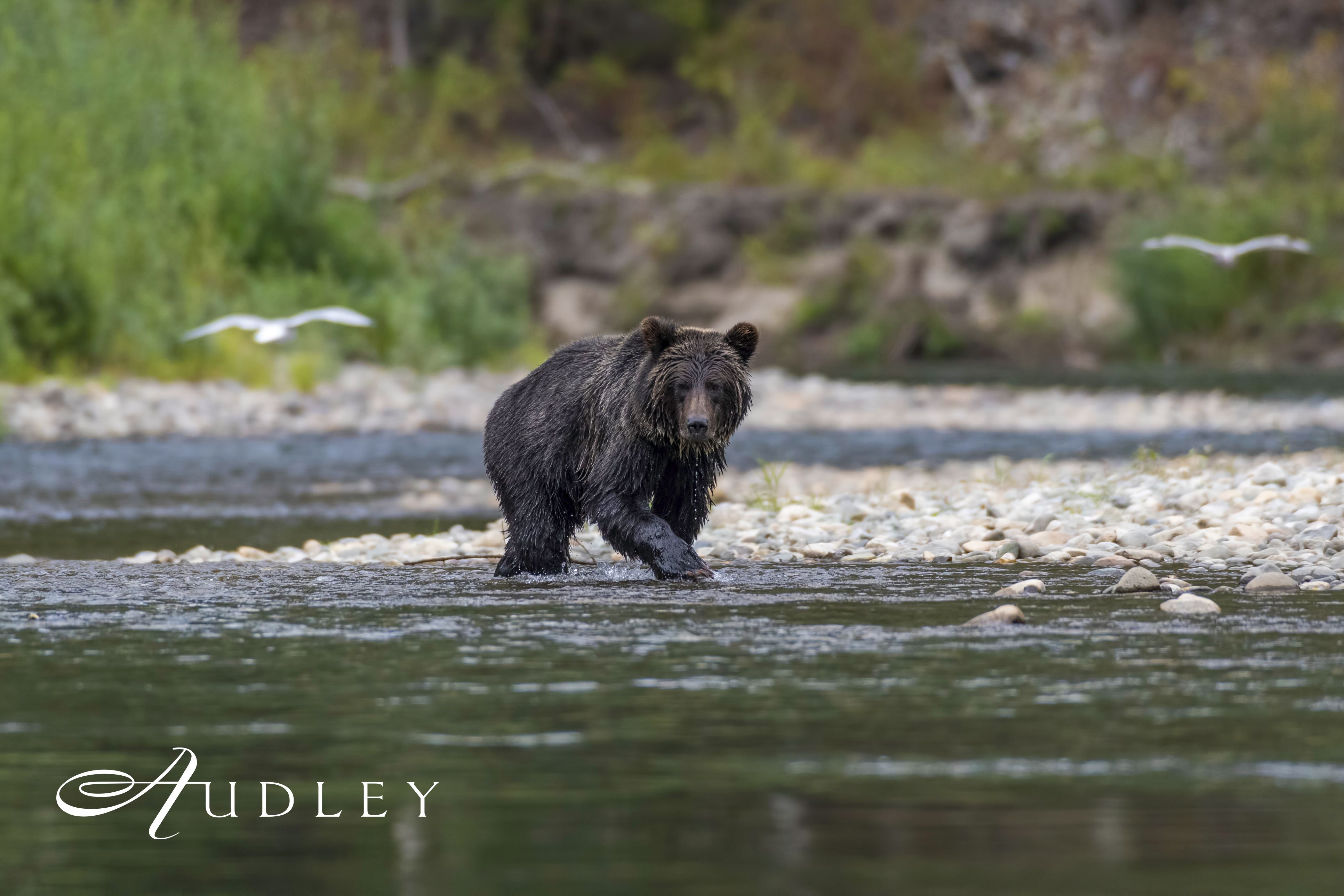 Bear, Canada — key destination image