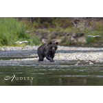 Bear, Canada — key destination image
