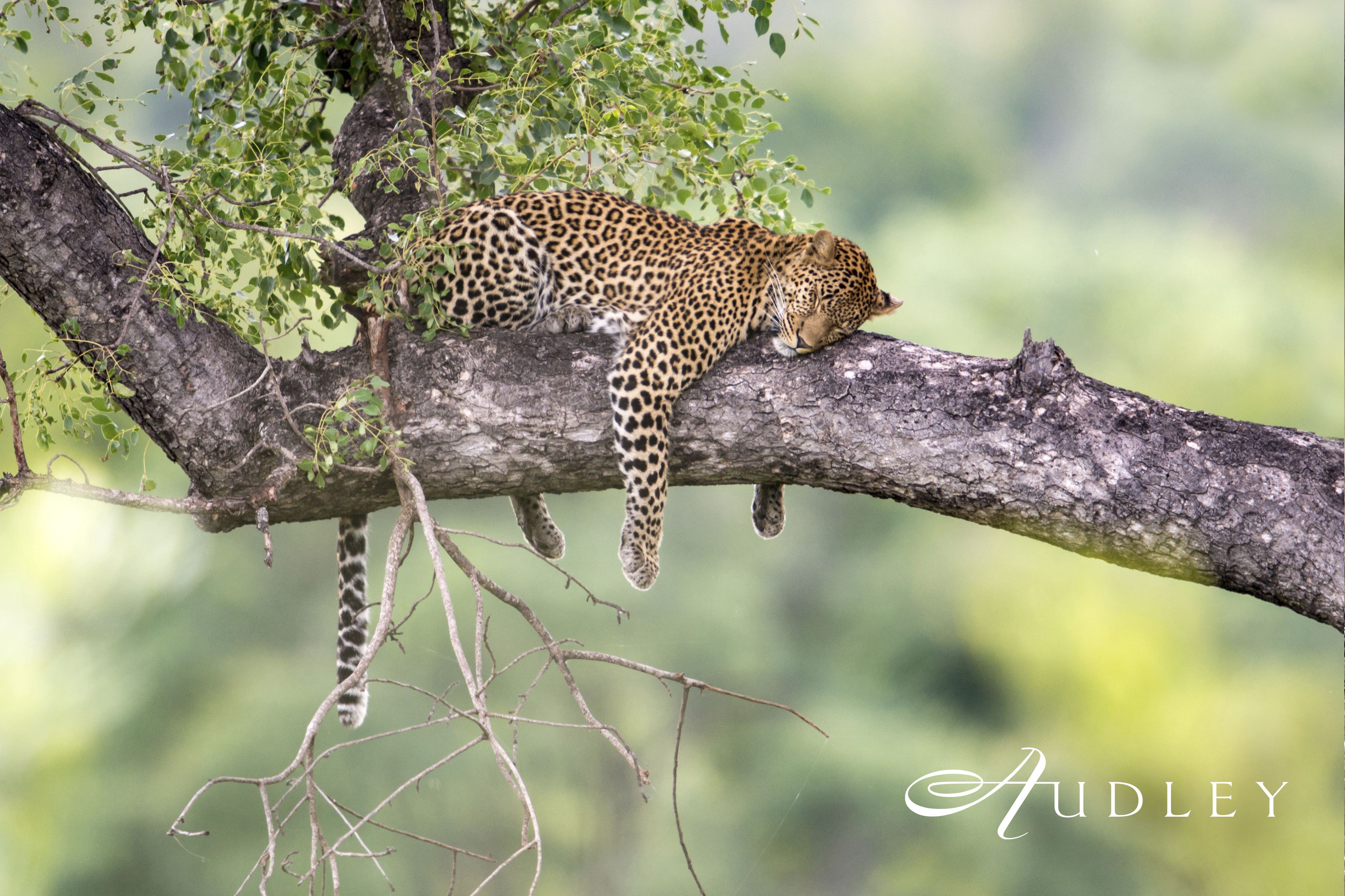 Leopard, Africa safari — key destination image