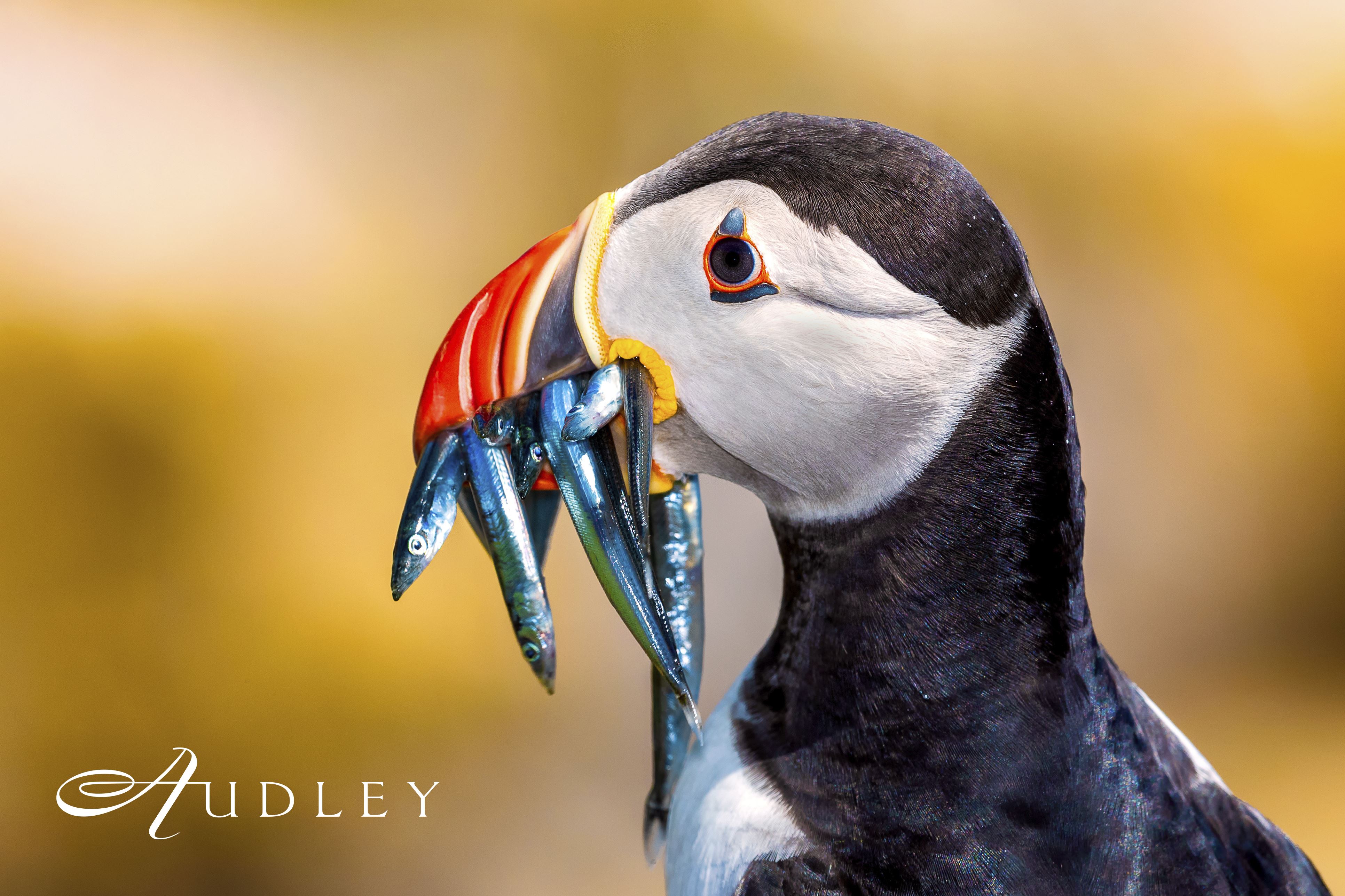 Puffin, Iceland — key destination image