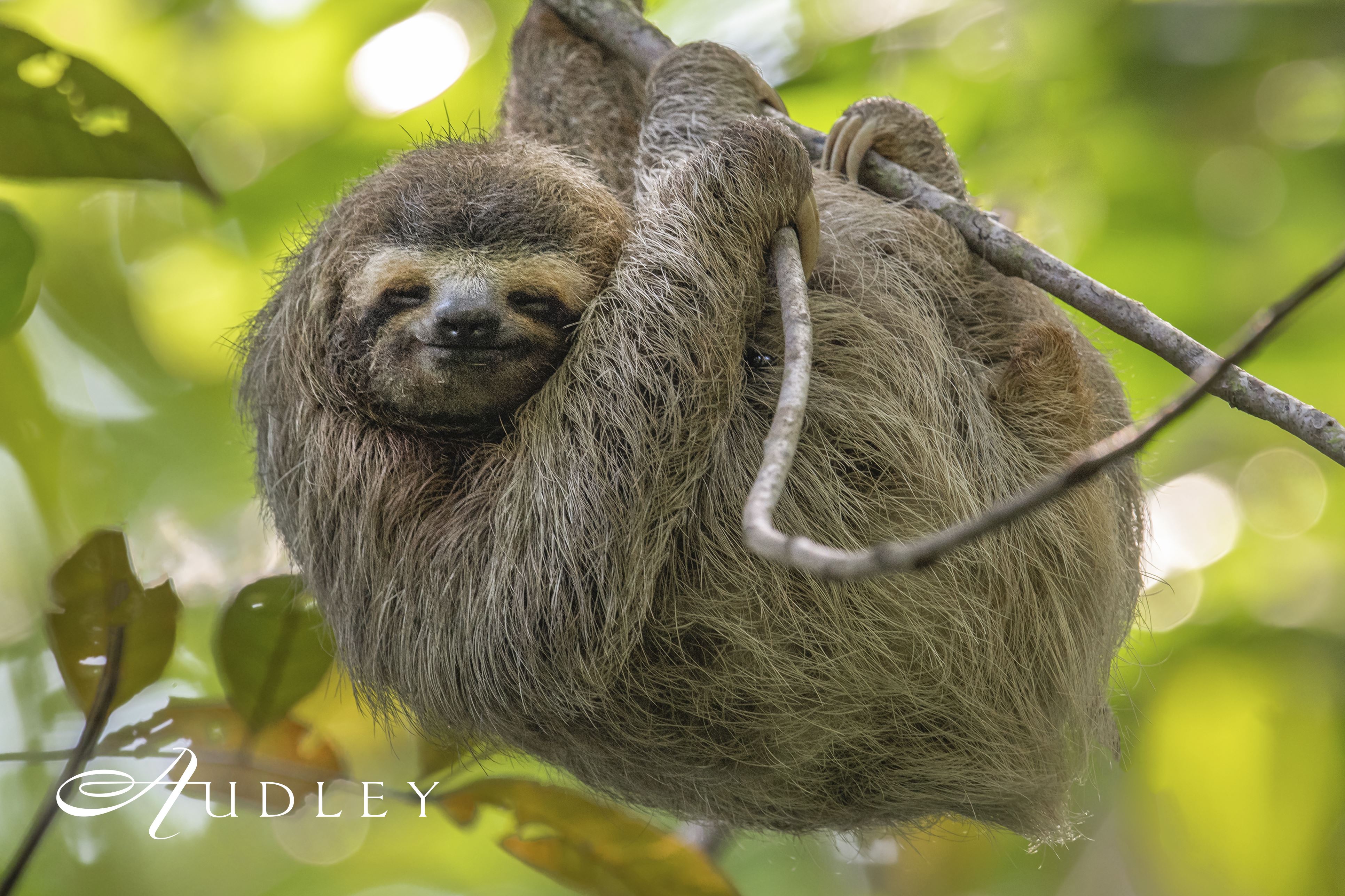 Sloth, Costa Rica — key destination image