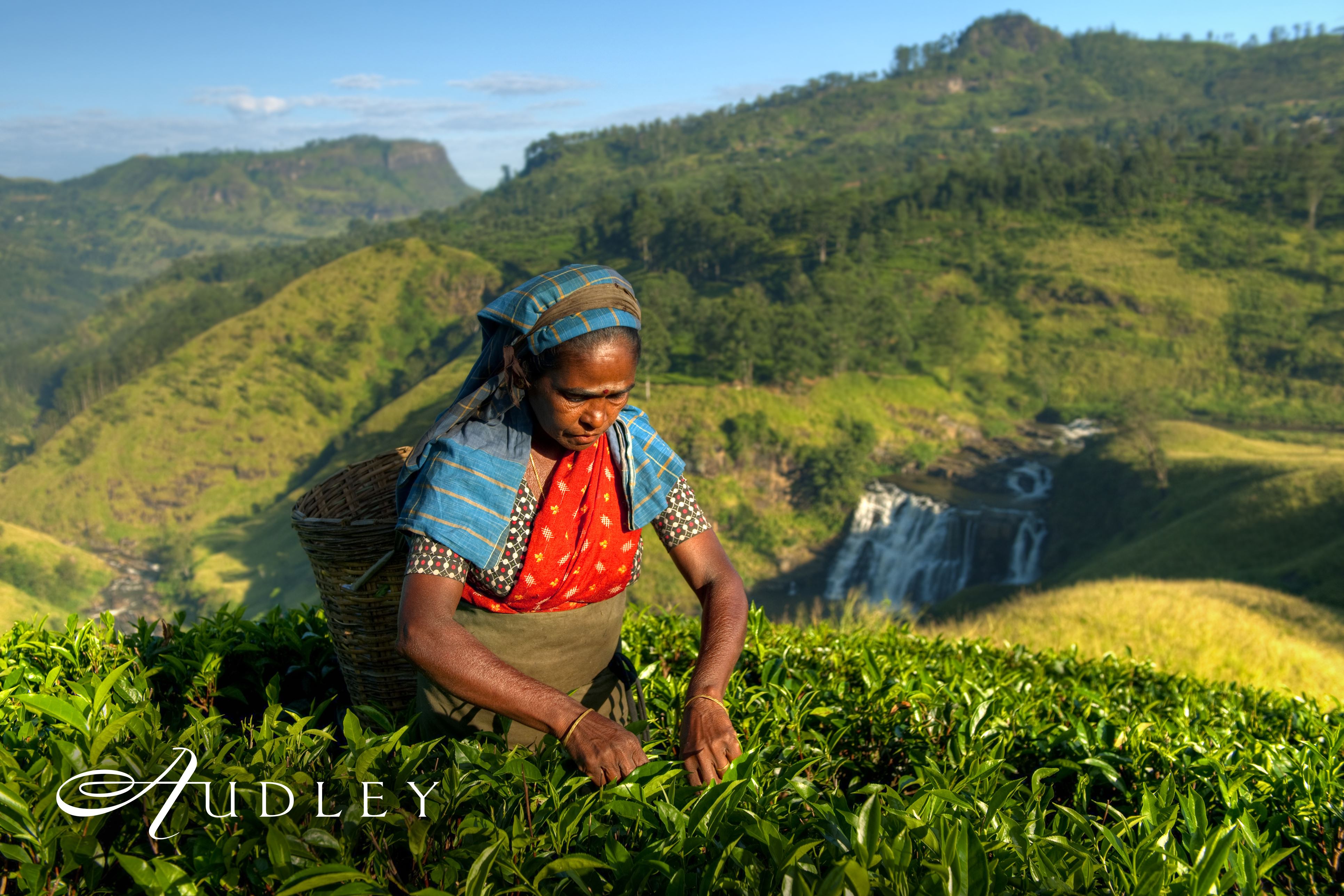 Tea picking, Sri Lanka — key destination image