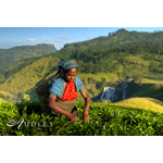 Tea picking, Sri Lanka — key destination image