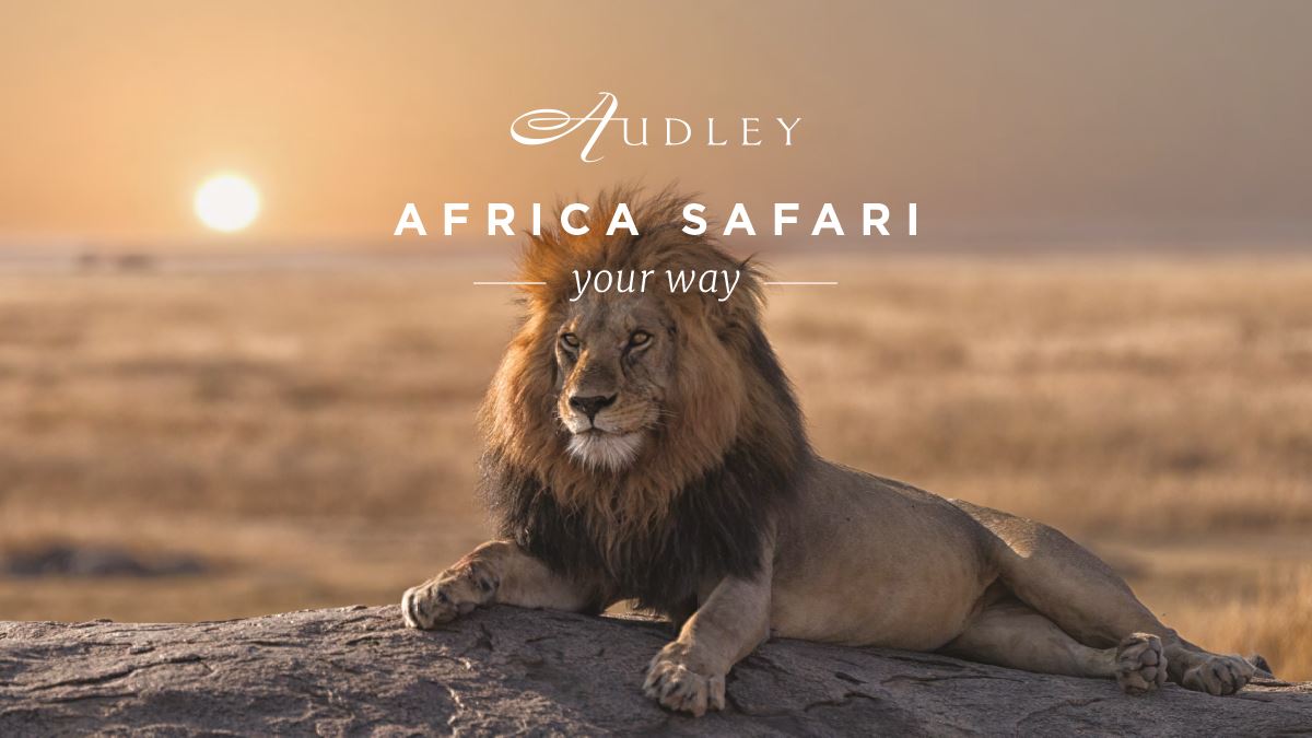 Africa safari social media ad — Twitter