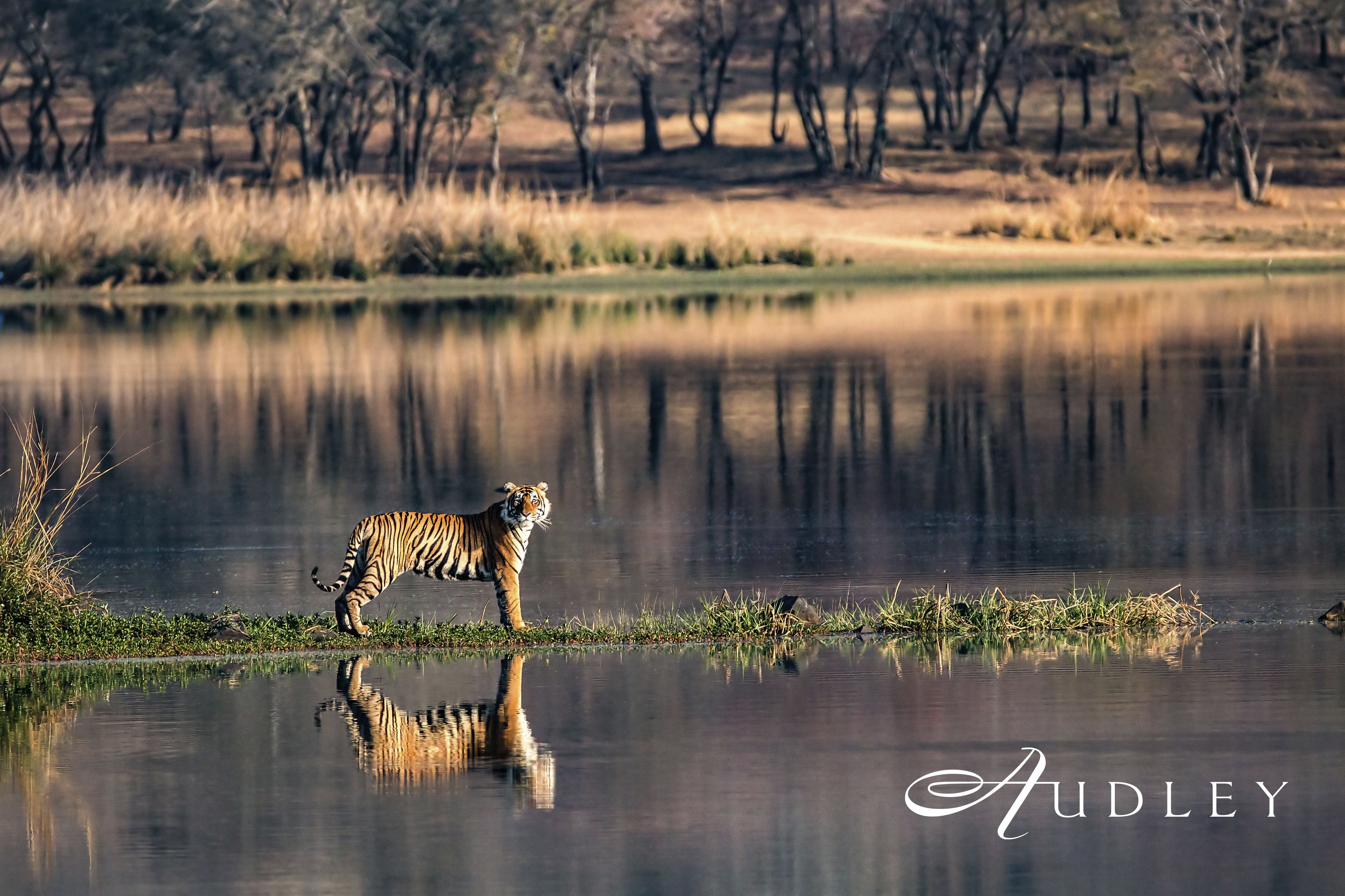 Bengal tiger, India — key destination image
