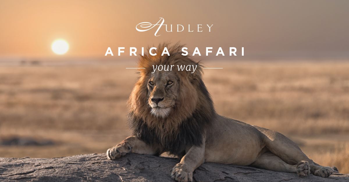 Africa safari social media ad — Facebook