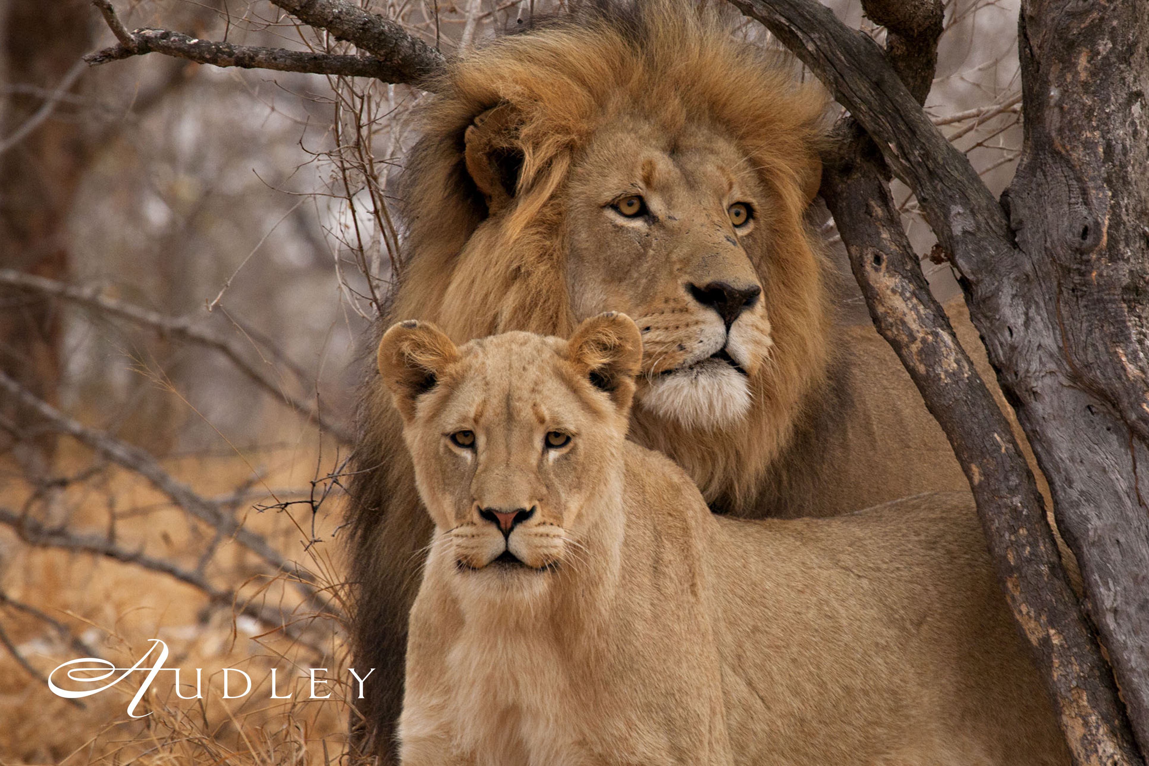 Lion, South Africa — key destination image