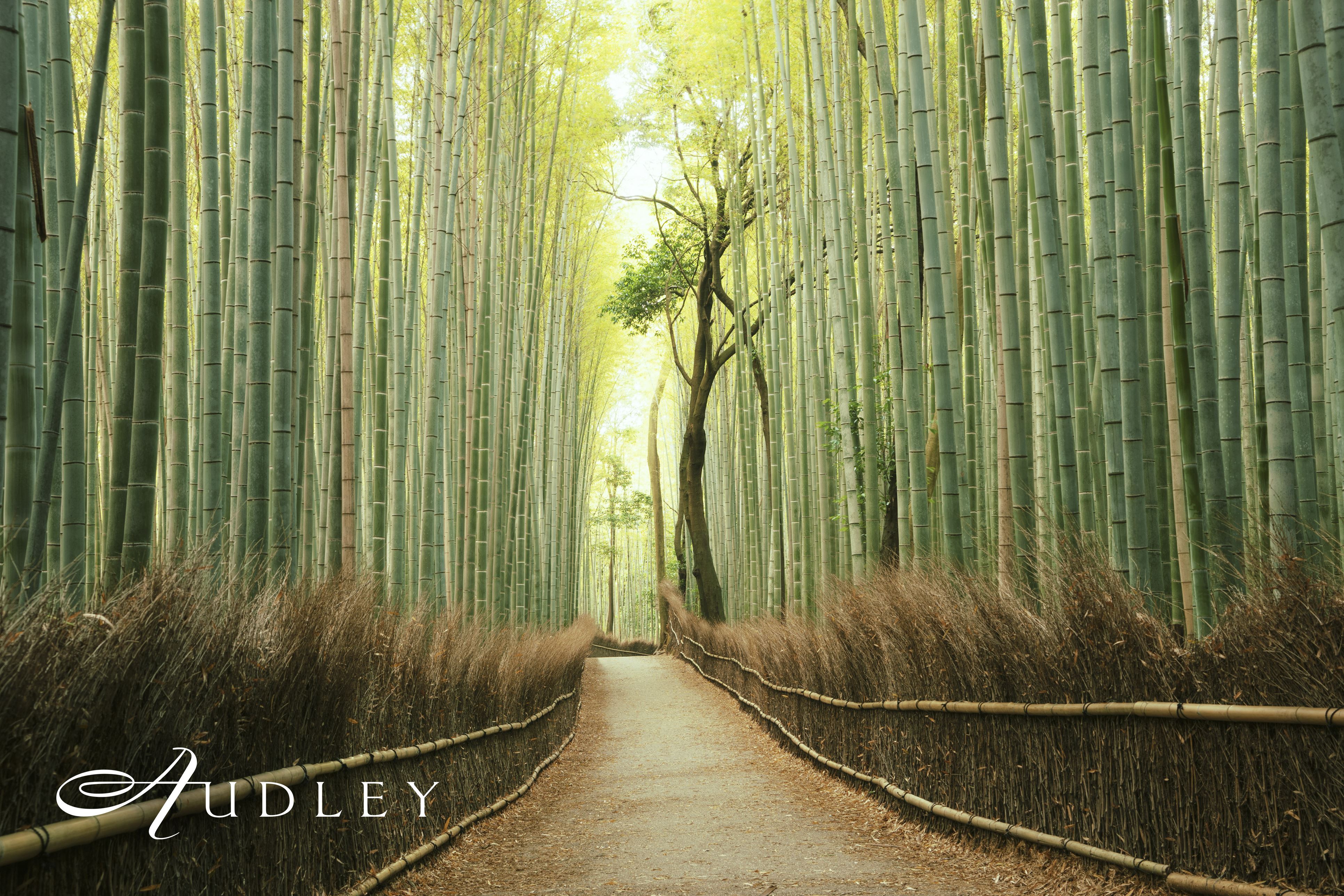 Bamboo forest, Japan — key destination image