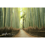 Bamboo forest, Japan — key destination image