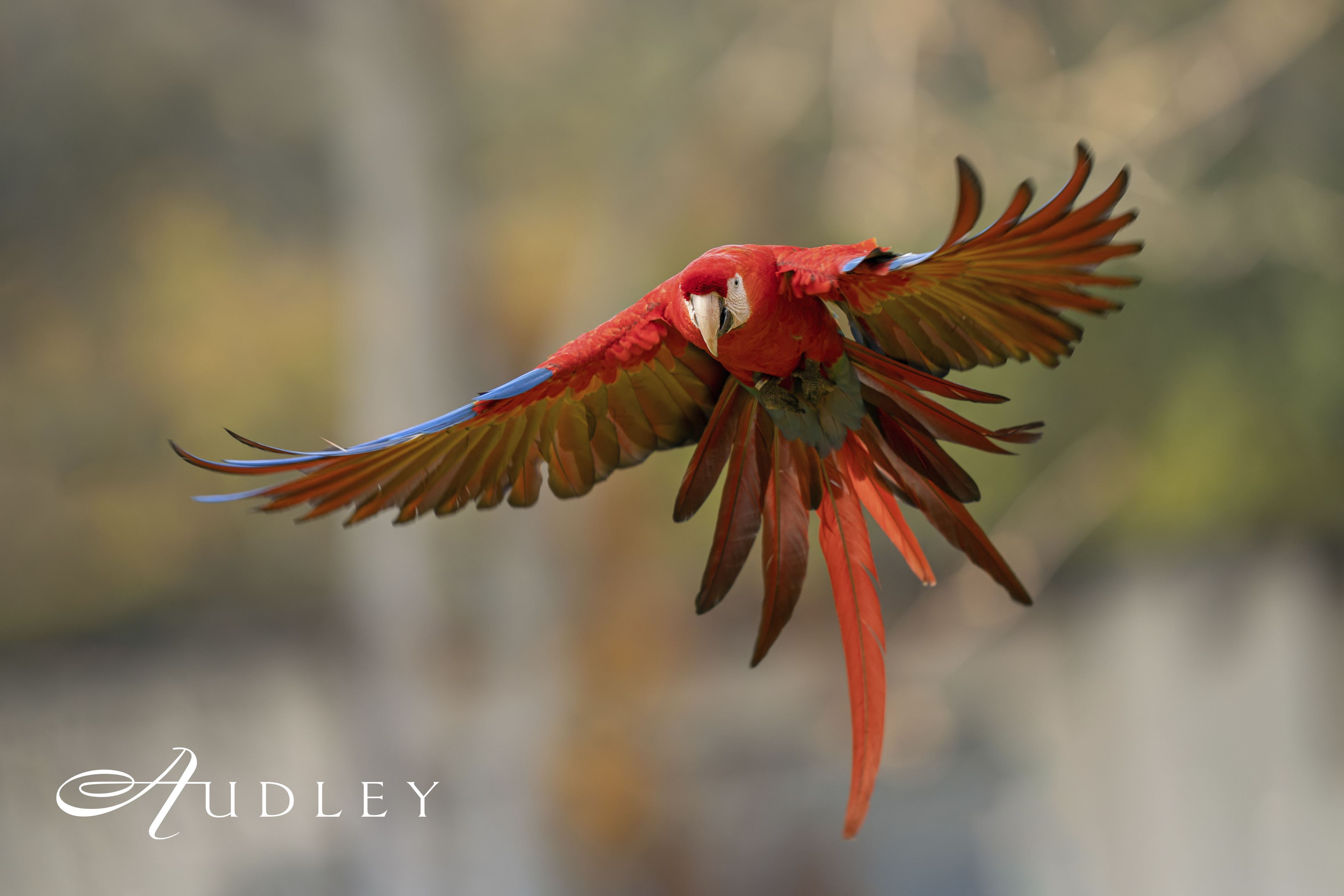 Macaw, Peru — key destination image