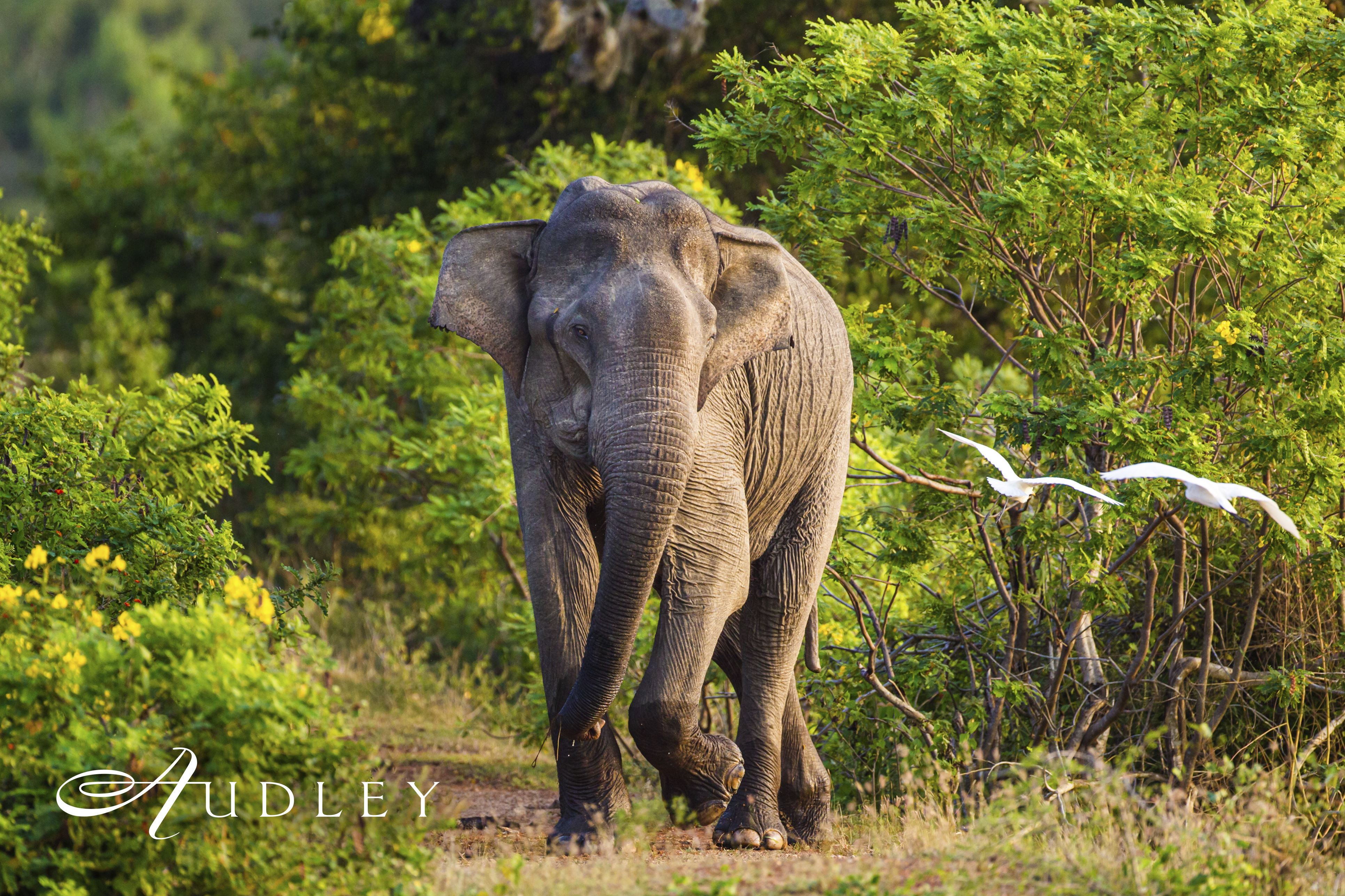 Elephant, Sri Lanka — key destination image